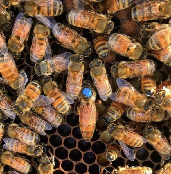 Продам пчелосемьи в 