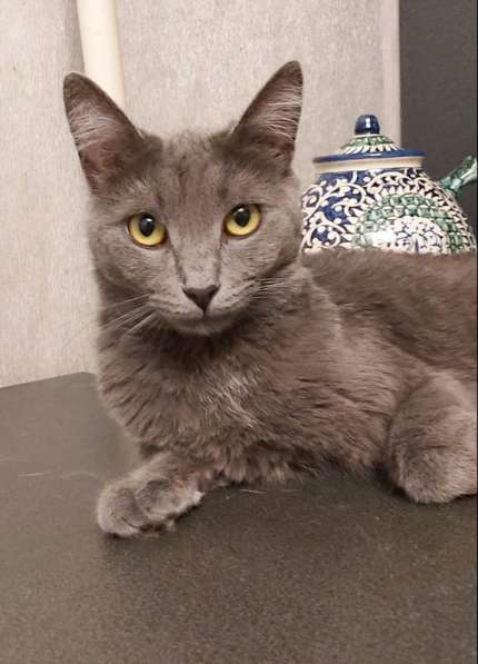 Дымка, русская голубая в добрые руки в Москве фото 6