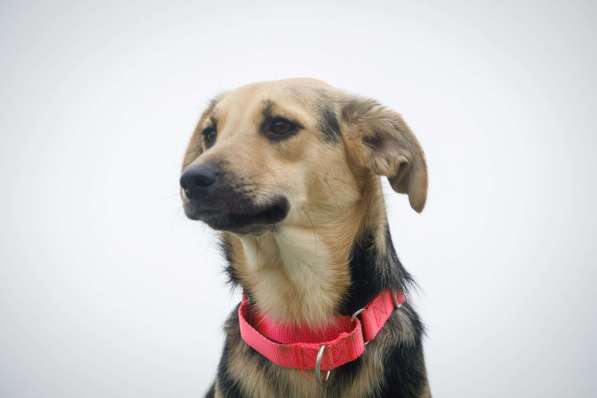 Небольшая забавная собачка Глори в дар в Москве фото 3