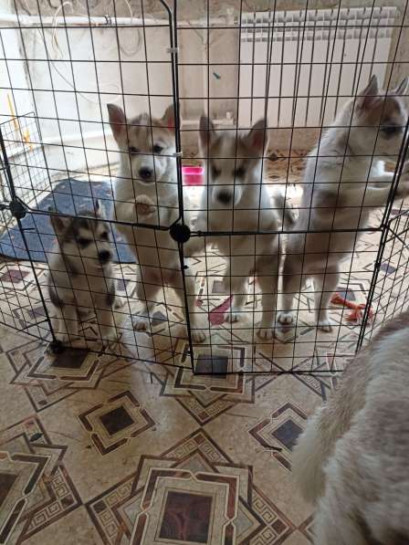 Щенки хаски