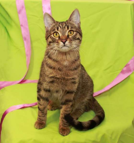 Кошка в добрые руки. Сима - шпротинка в Москве фото 5