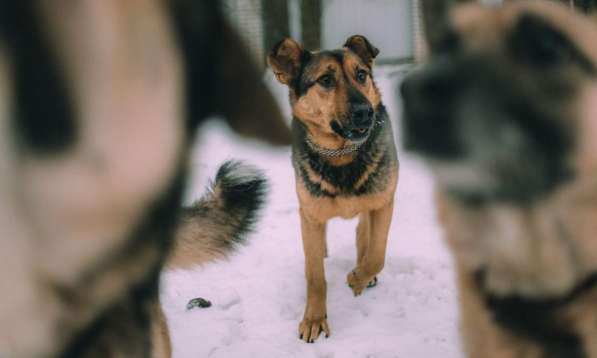 Заботушка, самый добрый пёс на свете в Санкт-Петербурге фото 8