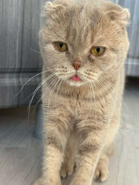 Отдам кота бесплатно