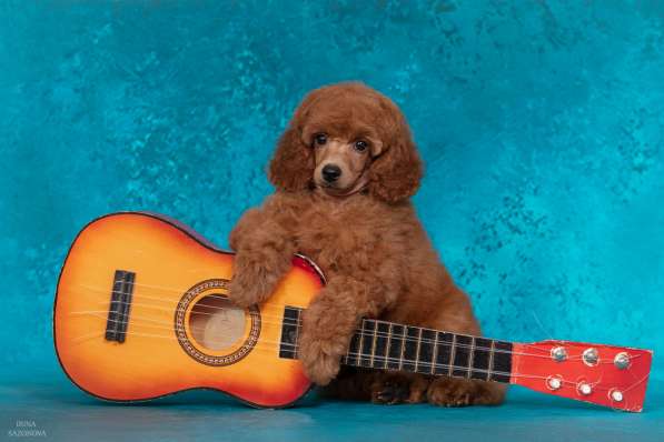 Миниатюрный пудель щенок в Москве фото 3