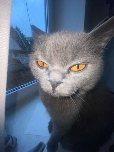 Кот британец в Краснодаре