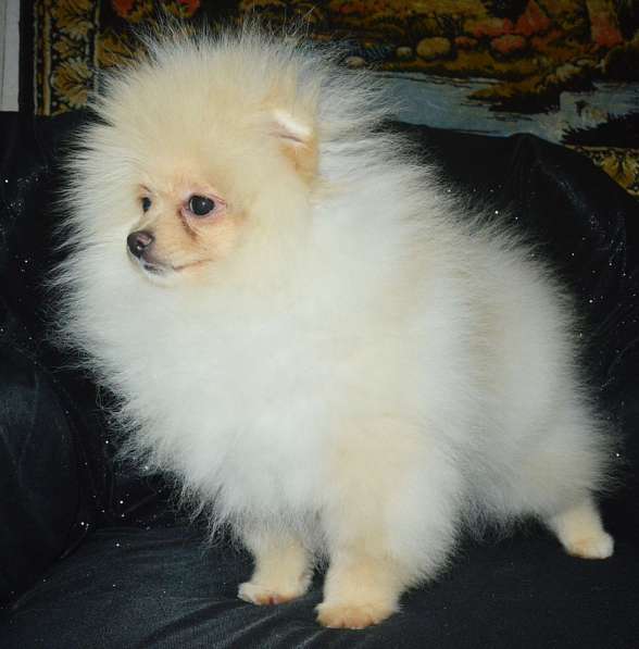 Pomeranian spitz. Cream bear в фото 3
