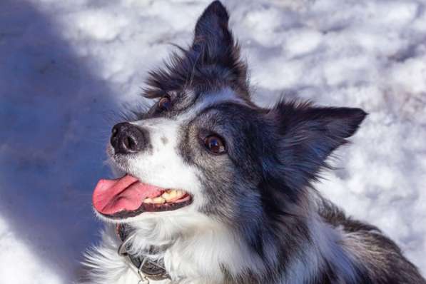 Очень ищет свою семью Ластик в Москве фото 10