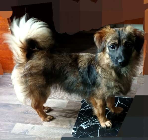 Маленькая диванная собачка, 5 кг в Санкт-Петербурге фото 3