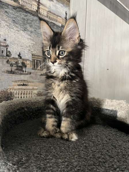 Мейн-кун полидакт девочка в Новосибирске фото 4