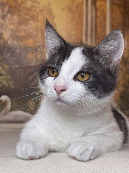 Замечательный котенок Лунтик ищет дом! в Москве фото 5