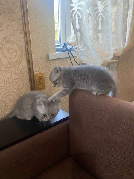 Котята с мамой вислоухой отдам бесплатно в Черкесске фото 7