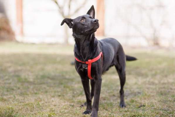 Добрый весёлый пёс Стич срочно ищет дом в фото 7