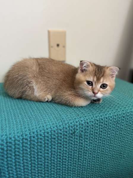 Шотландские котятв в фото 3