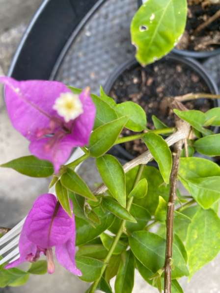 Бугенвилия в Москве