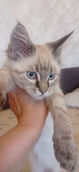Котята мейн куны клубные в Петрозаводске фото 10