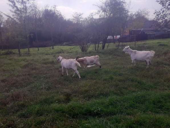 Козы в Энеме