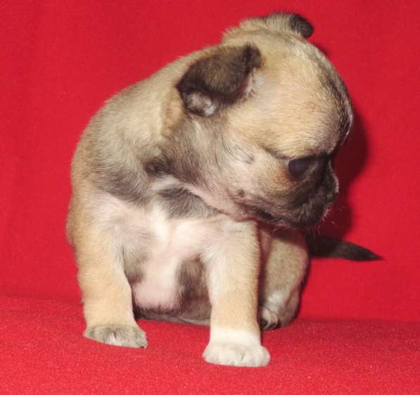 Чихуахуа супер шоу девочка в Санкт-Петербурге фото 7