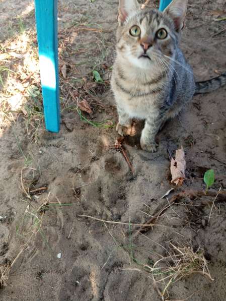 Котенок в дар в фото 5