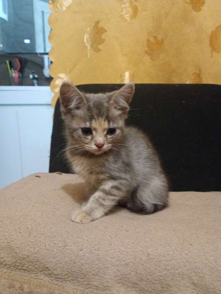 Отдам в хорошие добрые руки в 