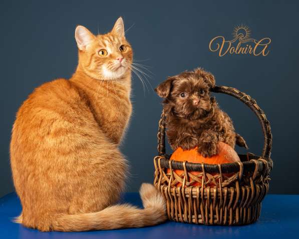 Русская цветная болонка Щенки в Подольске фото 6