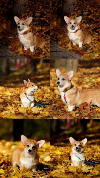 Щенки вельш корги пемброк в фото 6