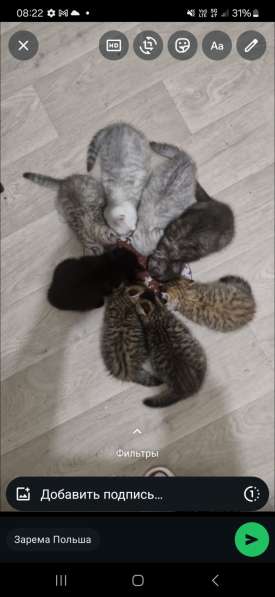 Котята породистые