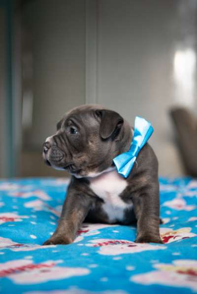 Американский Булли в Челябинске фото 8