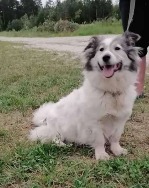 Маленькая пушистая и очень ласковая собачка в Санкт-Петербурге фото 17