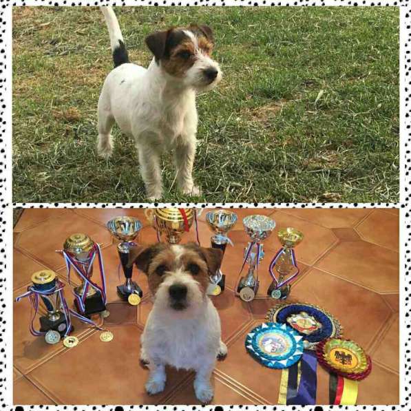 Щенки в Симферополе фото 16