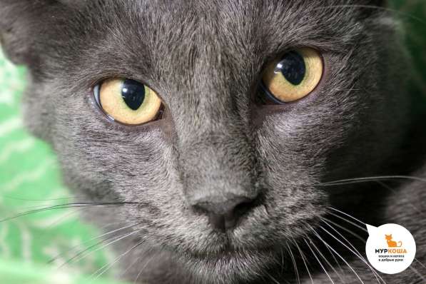 Котик Мышонок в Москве фото 3