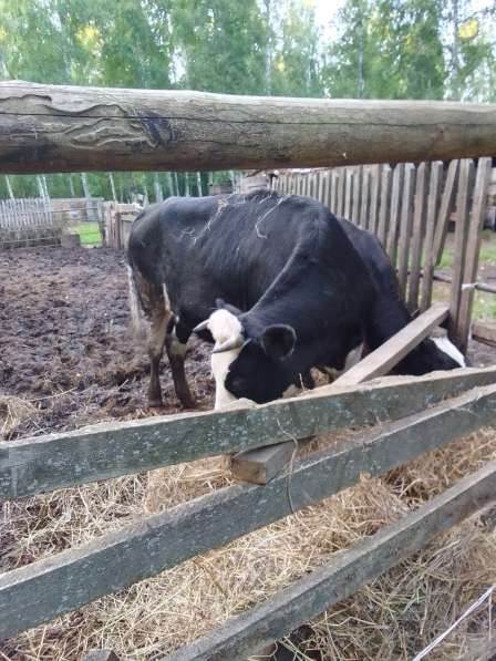 Продам телку 1,3мес. на корову в Новосибирске