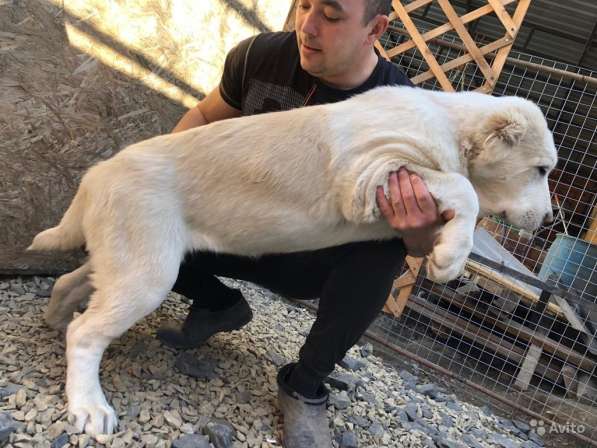 Продам Девочку Алабая в Ростове-на-Дону фото 5