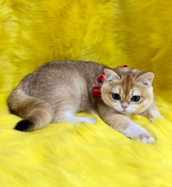 Британские котята драгоценных окрасов(золотая шиншилла) в фото 8