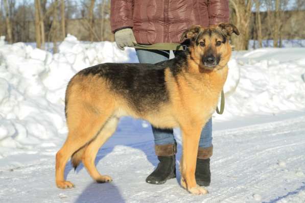 Собака в добрые руки в Санкт-Петербурге фото 3