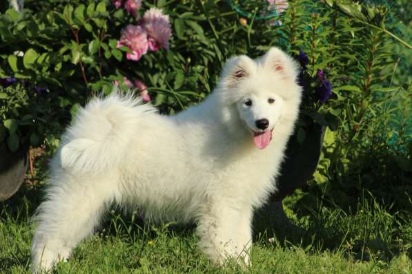 Перспективная девочка Самоедской собаки От привозной пары в Санкт-Петербурге
