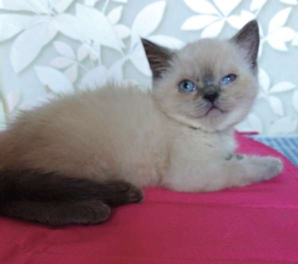 Скоттиш фолд и Скоттиш страйт шиншиллыРодословная в фото 12