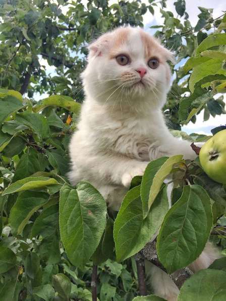 Шотландские котятки в Владимире фото 10