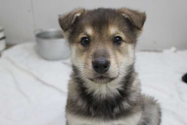 Черный щенок со звездочкой на груди в Санкт-Петербурге фото 24