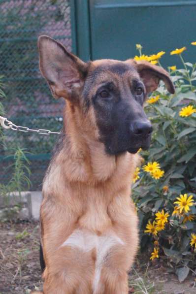 Продаются щенки немецкой овчарки в Краснодаре в Краснодаре фото 8