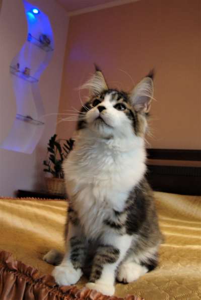 Котята Мейн Кун 3,5 месяца в фото 6