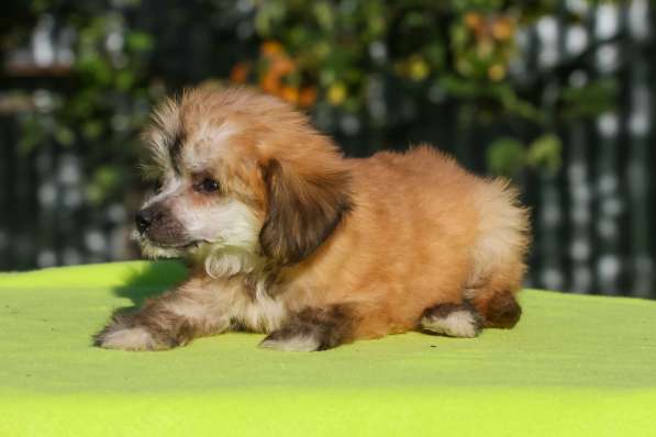 Пухляшки в Москве фото 4