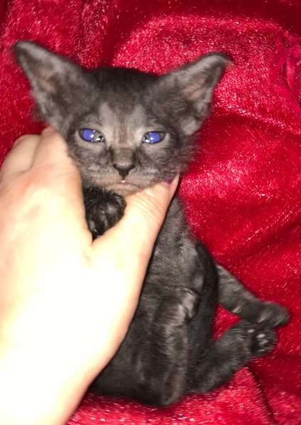 Кудрявые эльфы, каракулевые, элитные котята Девон-Рекс в Санкт-Петербурге фото 25