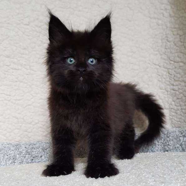 Котёнок мейн-кун в Москве фото 7