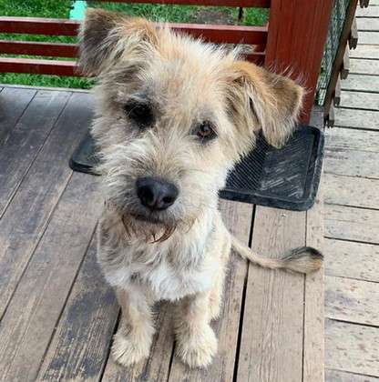 Хитроумный терьер и просто большой пушистый друг в Санкт-Петербурге фото 12