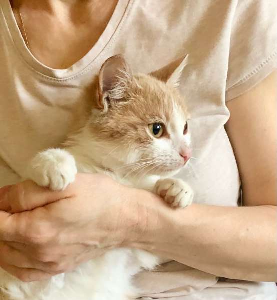 Яркое солнышко котенок Марсик в дар в Москве фото 5