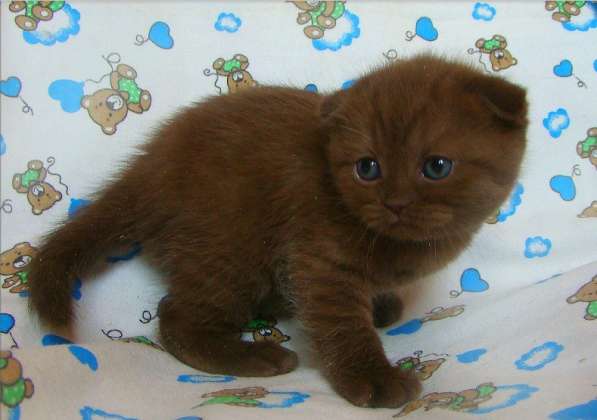 Шотландские котята в фото 6