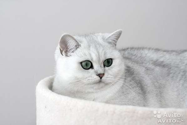 Британские котята серебристой шиншиллы в Санкт-Петербурге