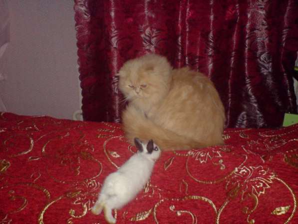 Персидский кот приглашает на вязку