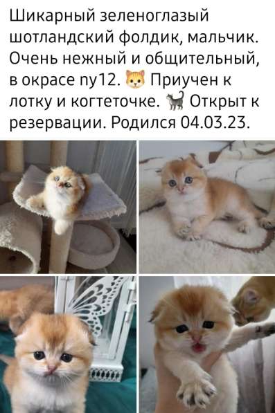 Шотландские золотые котята в фото 13