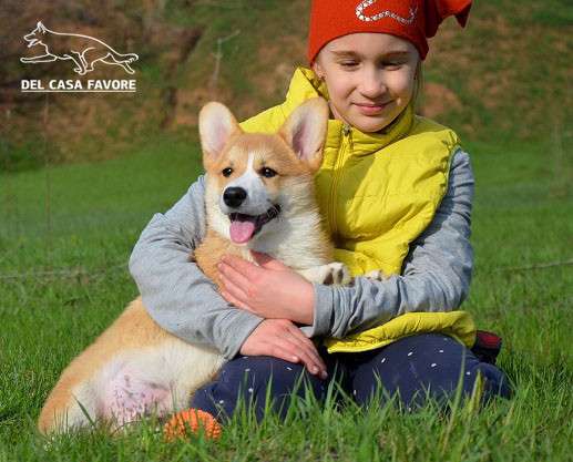 Подрощеный кобель Вельш Корги Пемброк в фото 5